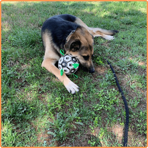 Soccer Ball Petz -  A escolha divertida para o seu cãozinho