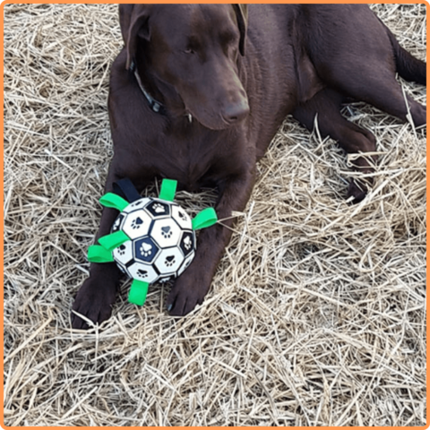 Soccer Ball Petz -  A escolha divertida para o seu cãozinho