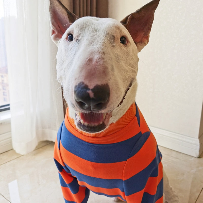 Roupa Bull Terrier Listradinha